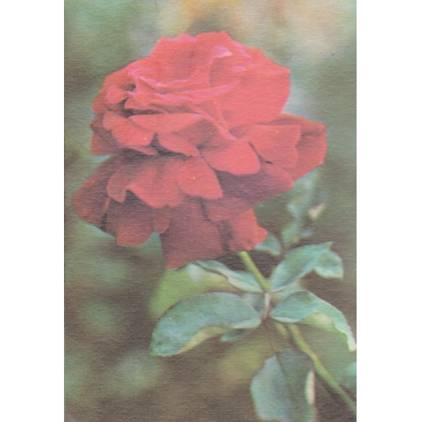 Червена роза
